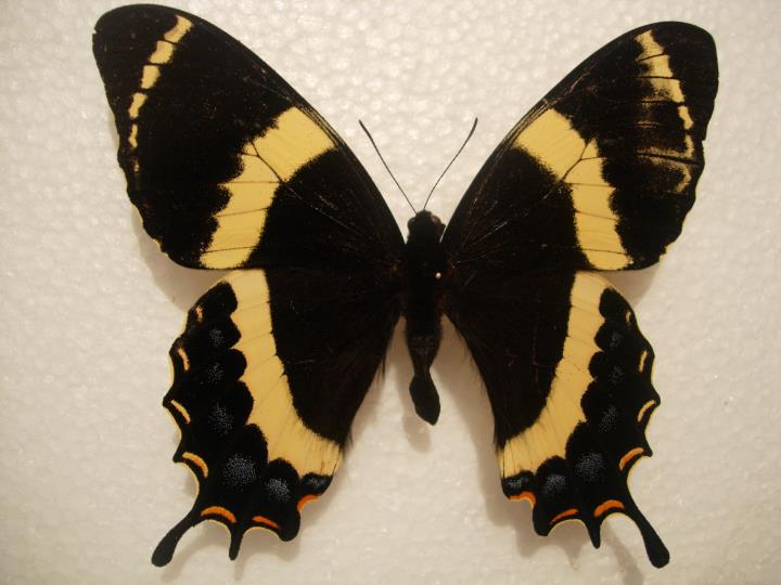 Papilio garamas Aberration (Internet Image property of respective owner, non-commercial use only)